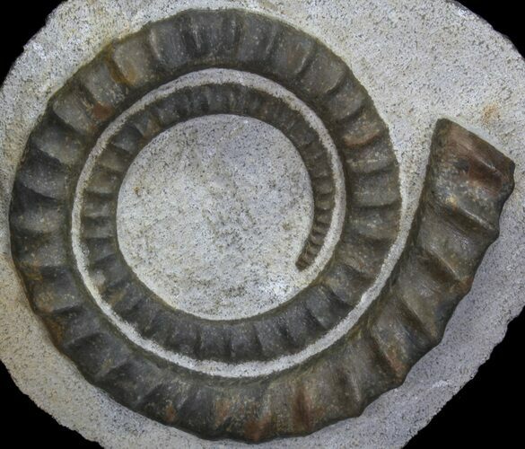 Devonian Ammonite (Anetoceras) - Morocco #64449